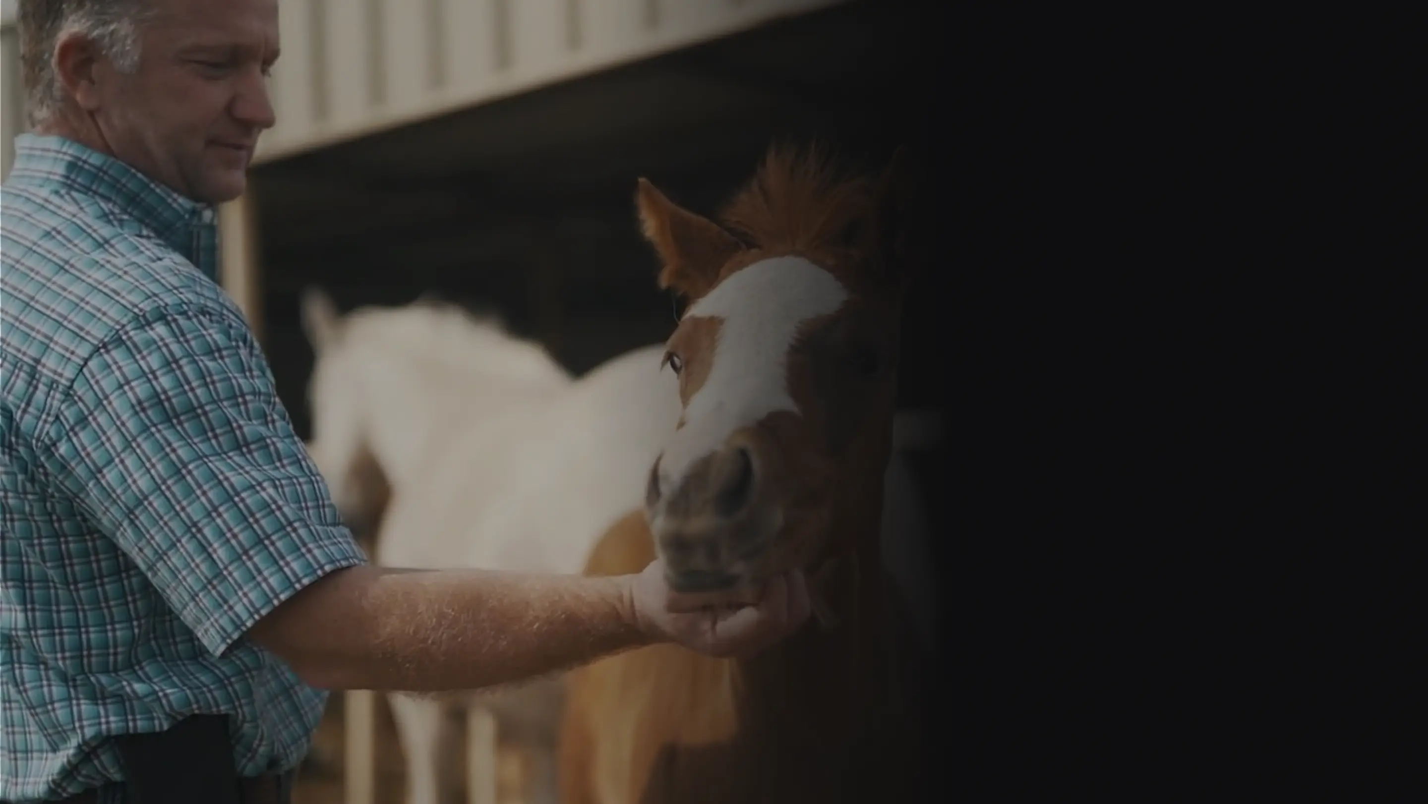 Decades of professional horse management experience behind Crown Ribbon