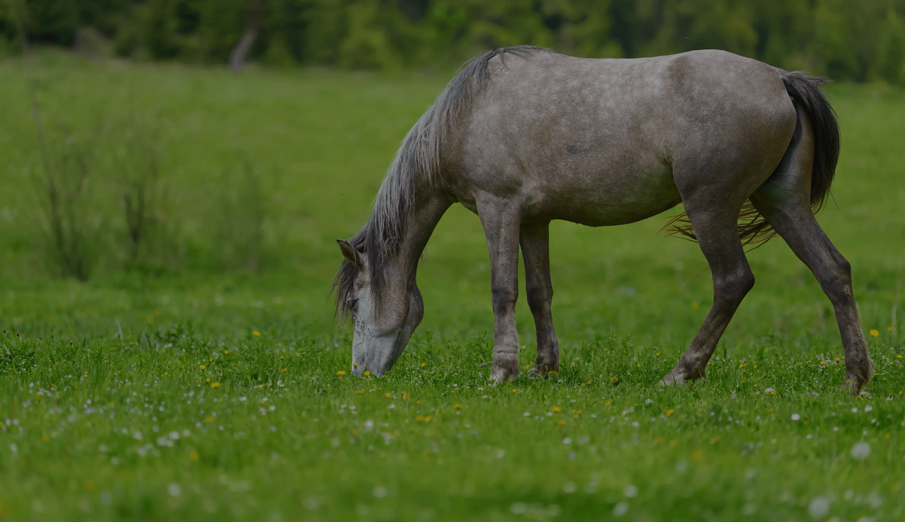 Crown Ribbon performance horse